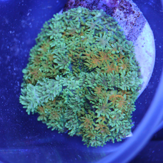 GS Pincushion Mushroom