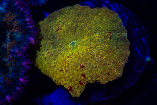 GS Polleti Jawbreaker Mushroom