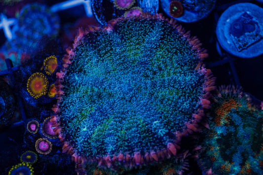 GS Pink Rim Pincushion Frank Mushroom