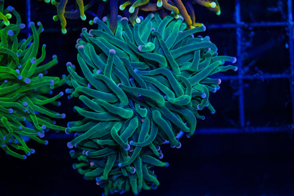 Indo Bicolor Tip Green Torch