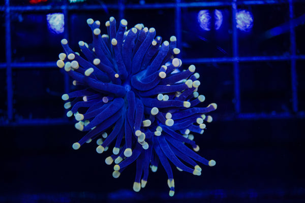 Indo Black Light Torch