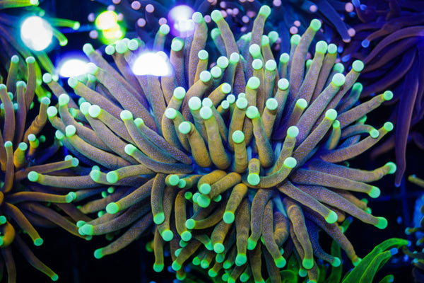 Malaysian Gold Teal Tip Torch