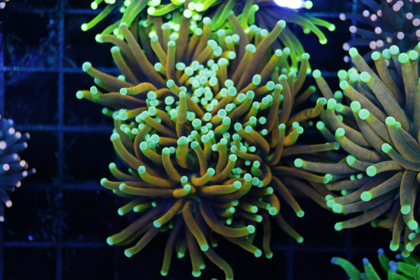 Malaysian Gold Teal Tip Torch #2