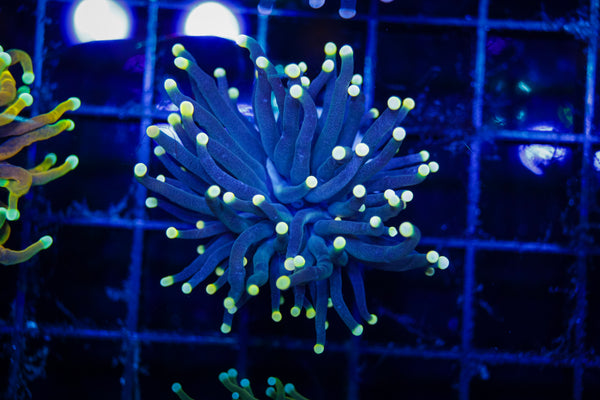 Indo Black Light Torch #2