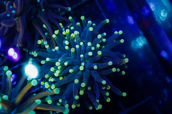 Indo Black Light Torch