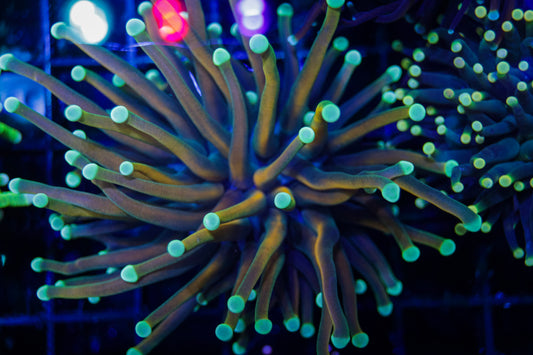 Malaysian Gold Teal Tip Torch