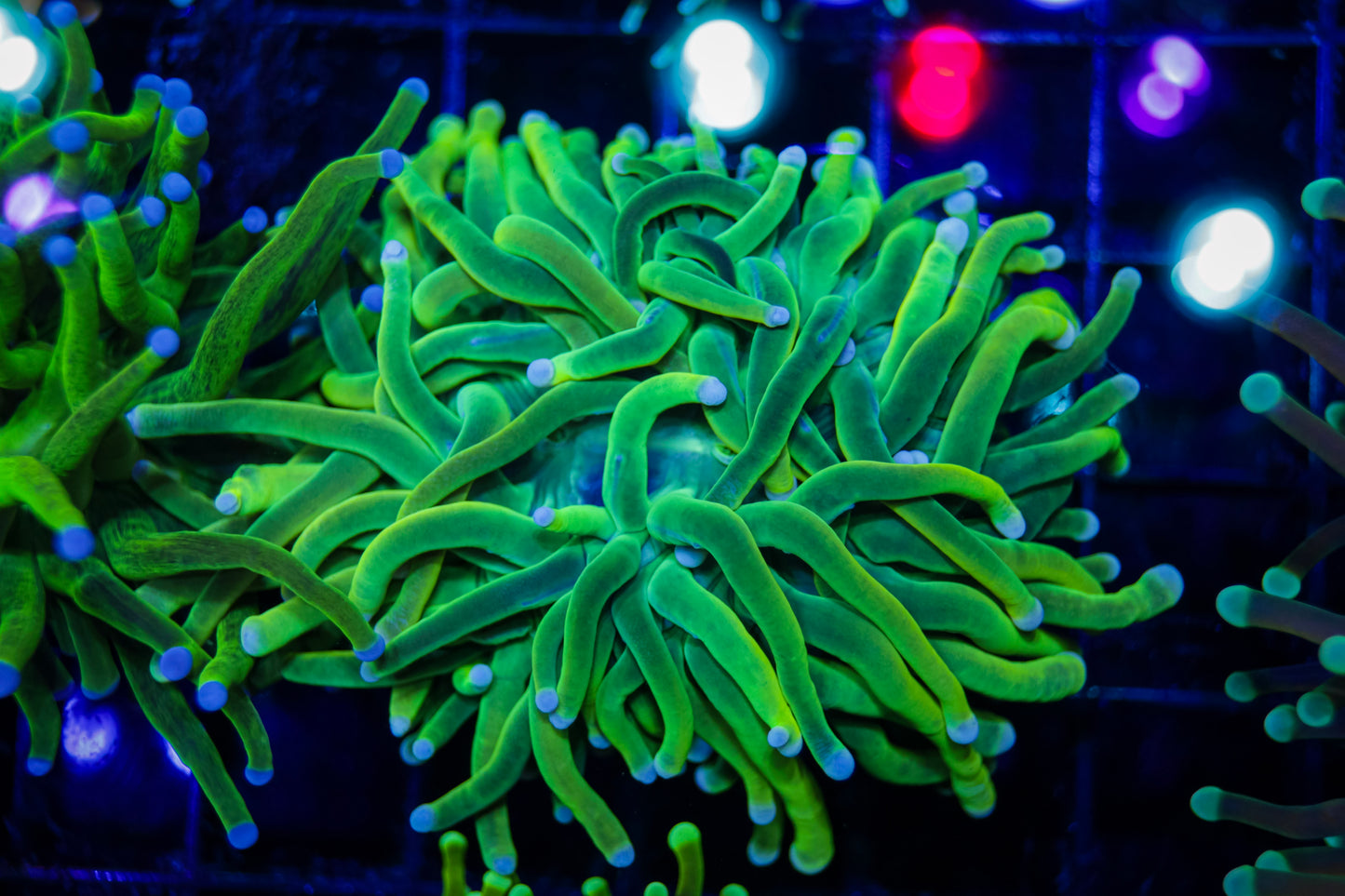 OG Indo Holy Grail Torch