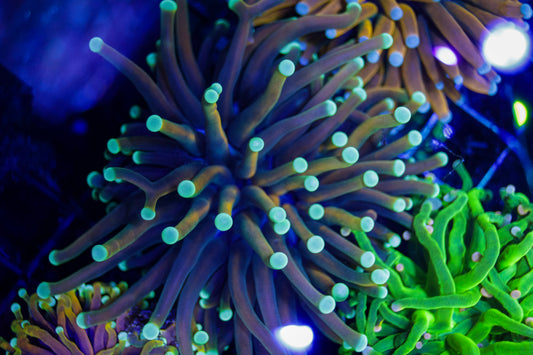 Malaysian Gold Teal Tip Torch