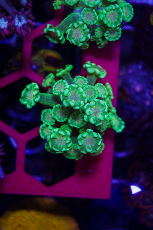 GS Lily Pad Alveapora