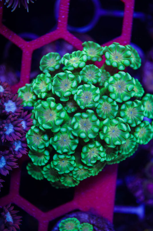 GS Lily Pad Alveapora