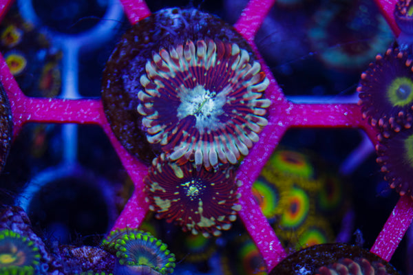Magician Zoa