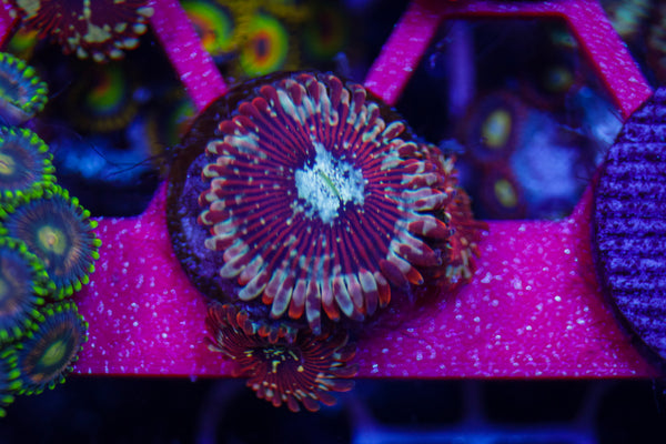 Magician Zoa #2