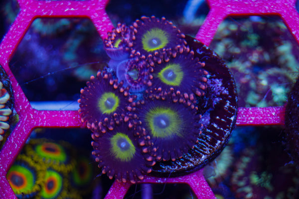CB Omega Zoas