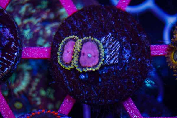 Pink Diamond Zoas