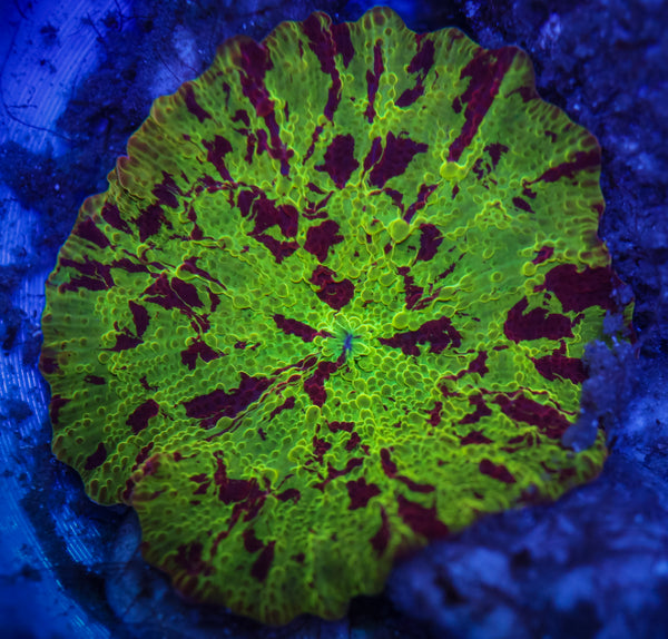 Electus Jawbreaker Mushroom