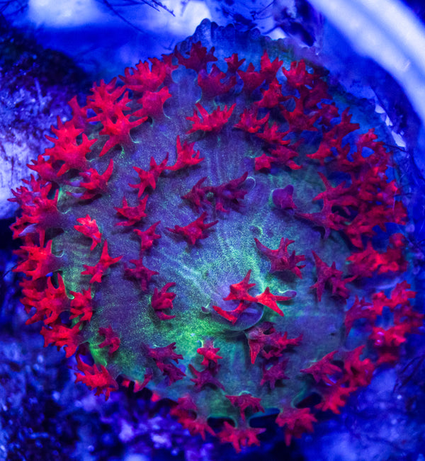 Red St Thomas Mushroom