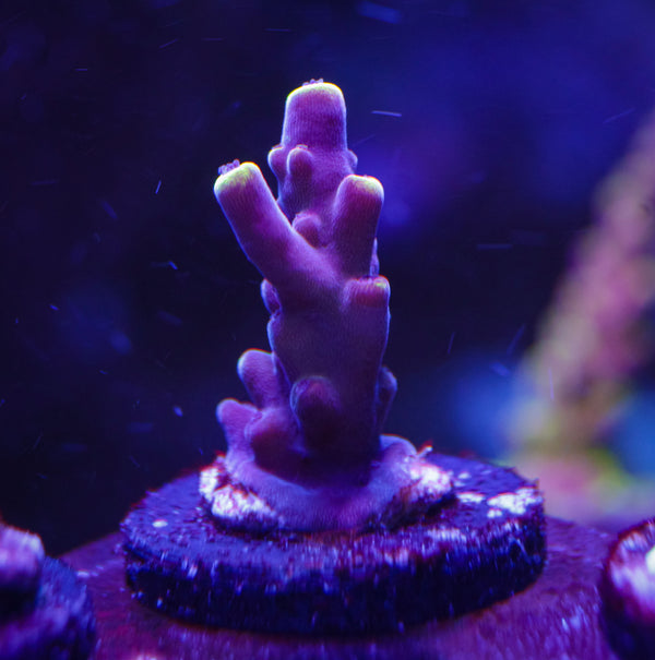 JF Fox Flame Acropora