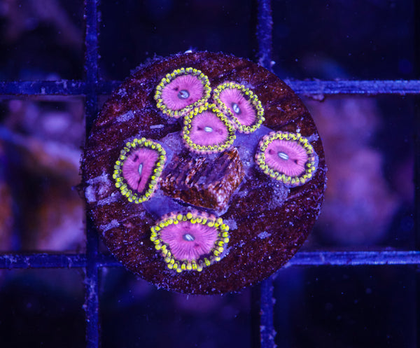 Pink Diamond Zoas