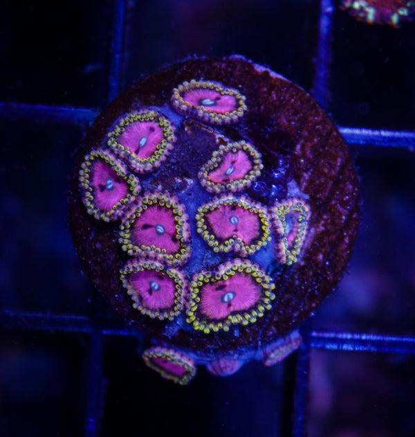 Pink Diamond Zoas