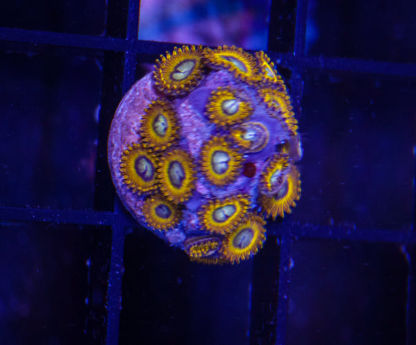 Pikachu Zoas