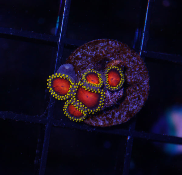 Hypercolor Zoas