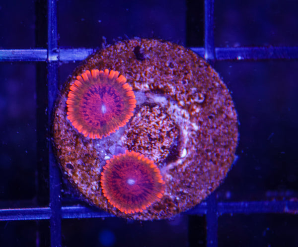 Speckled Krak Zoas