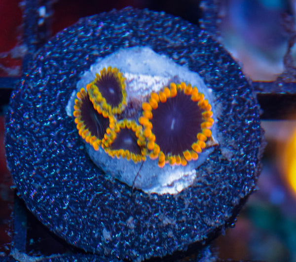 TSA Warp Drive Zoas