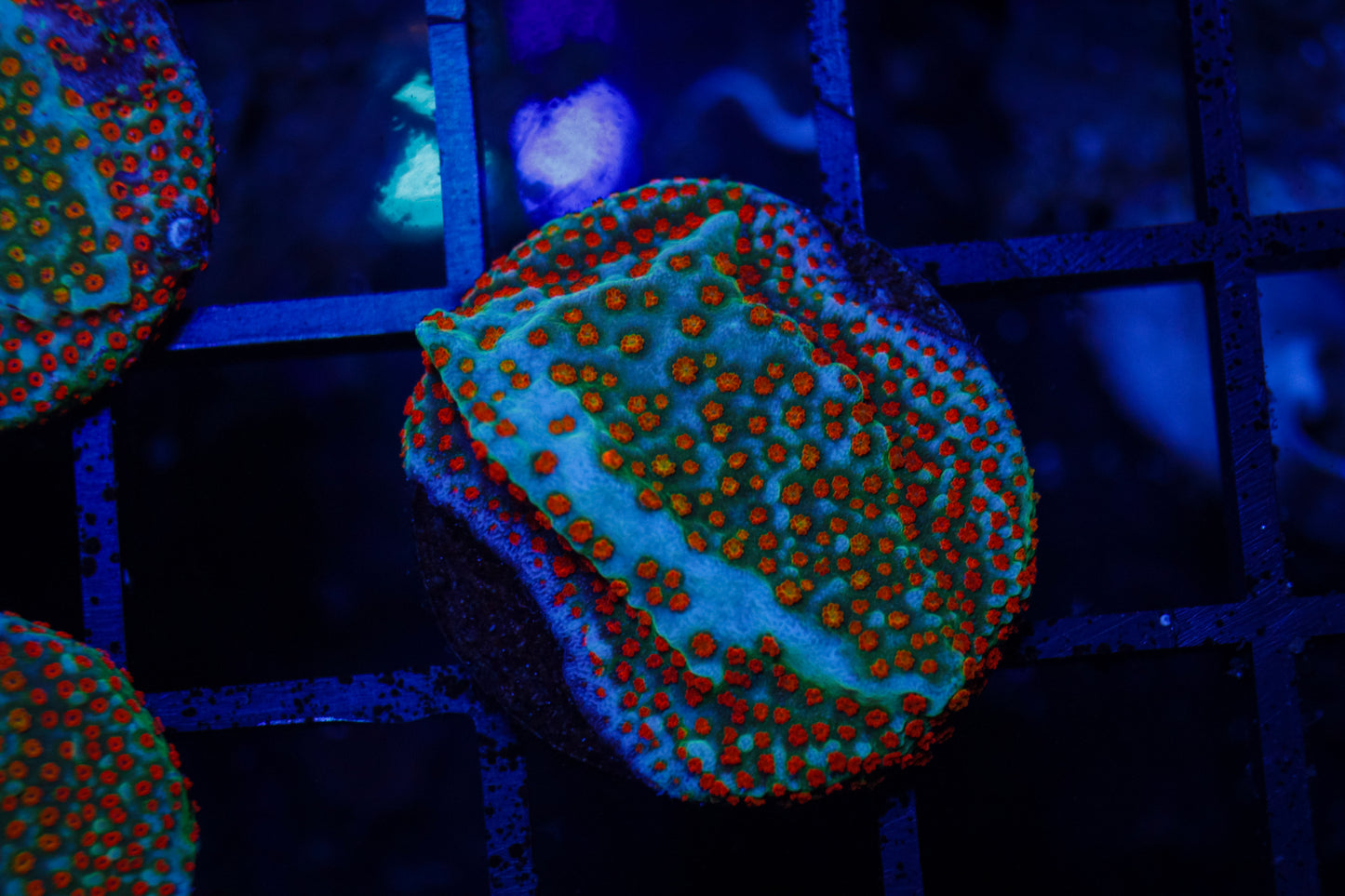 Skittles/Rainbow Monti