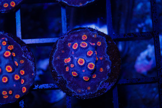 Biohazard Cyphastrea