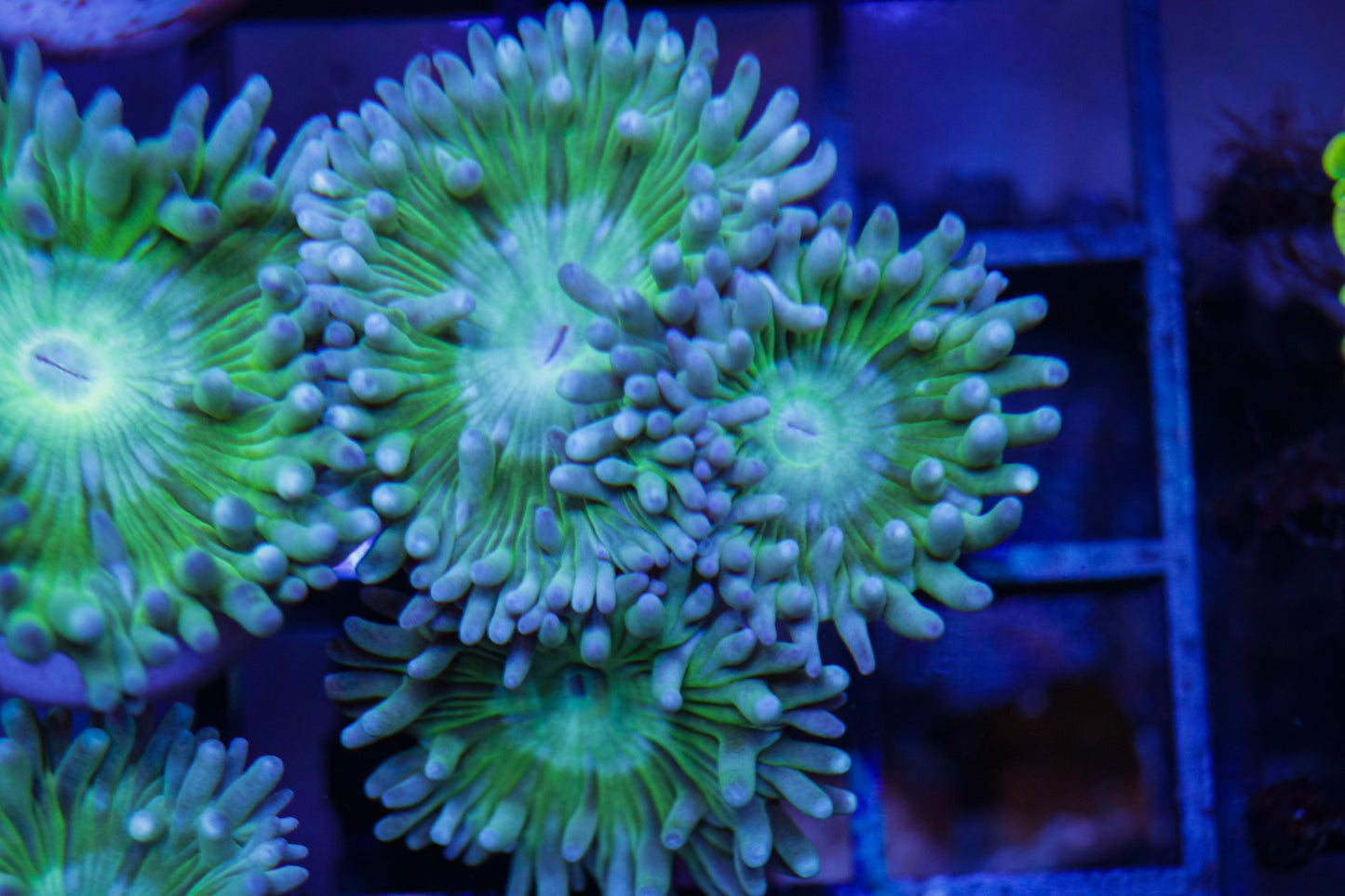 Aussie Duncan Coral 3p