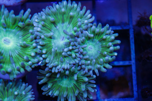 Aussie Duncan Coral 3p