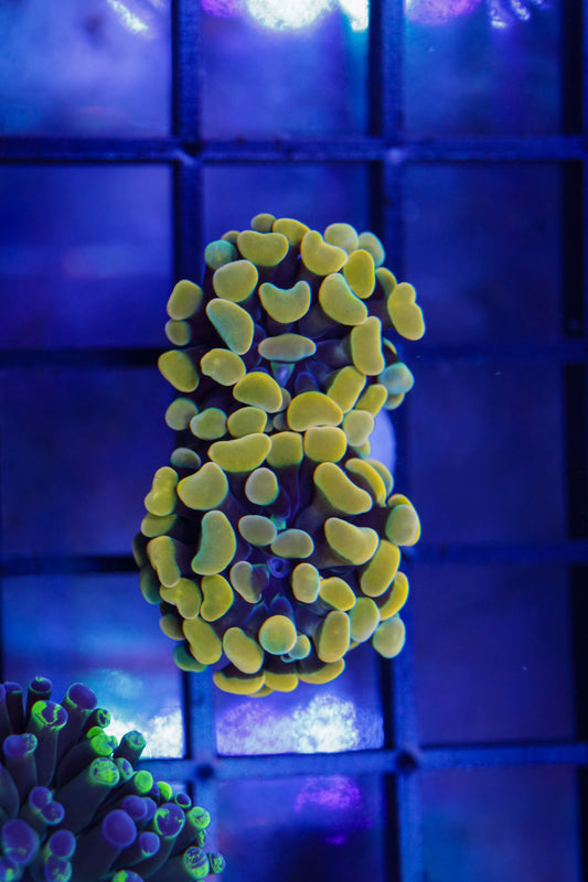 Gold Branching Hammer 2p