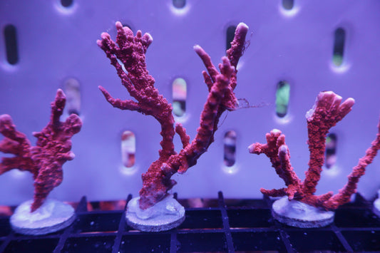 JF Firestarter Monti Hursuta