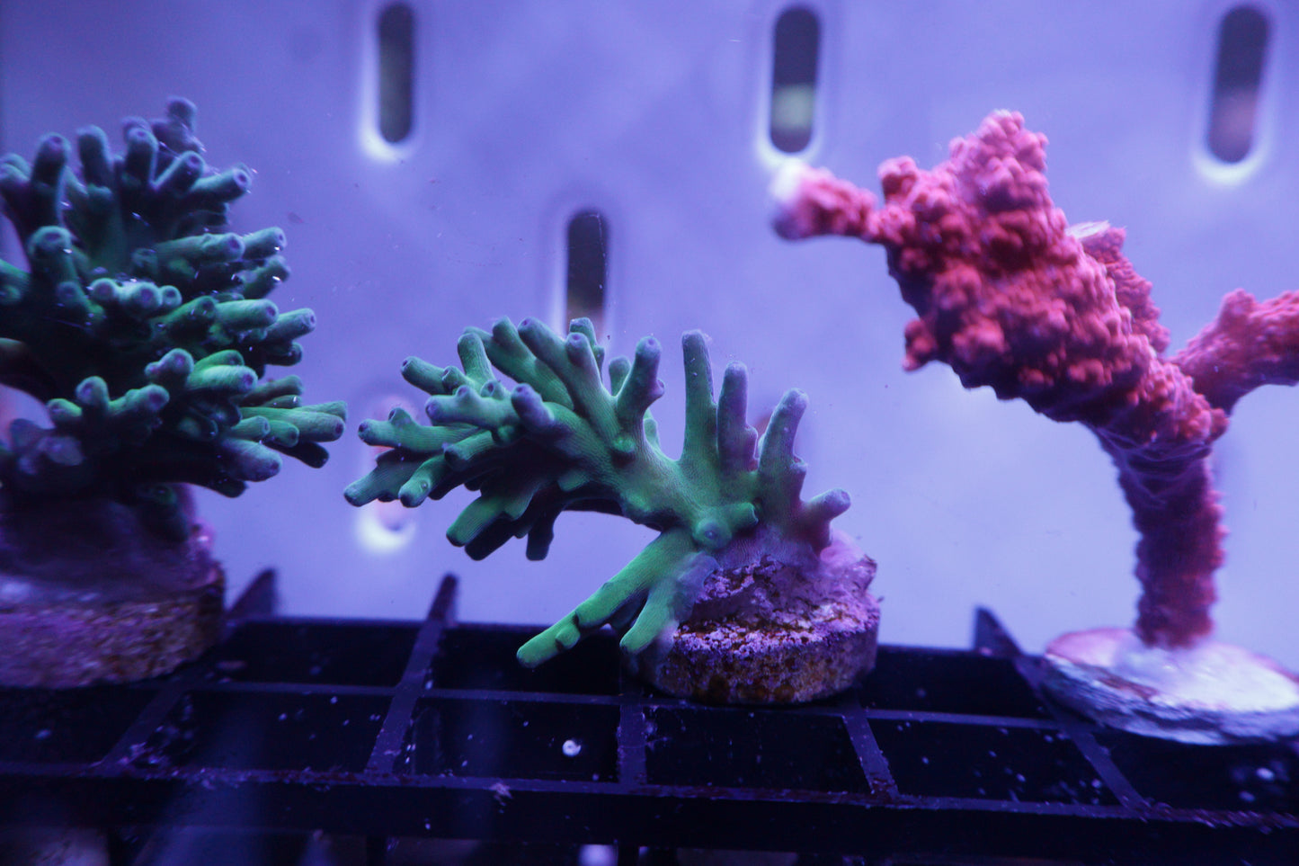 ORA Hawkins Echinata