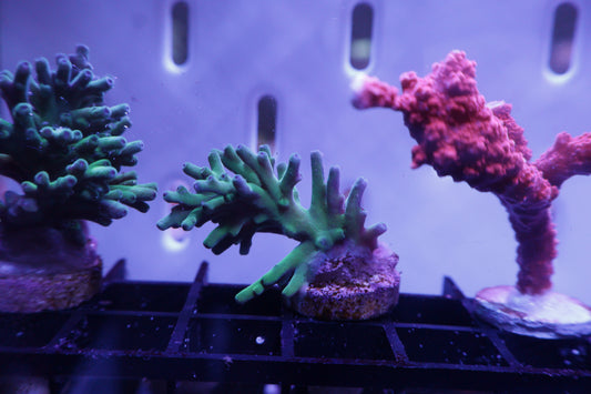 ORA Hawkins Echinata