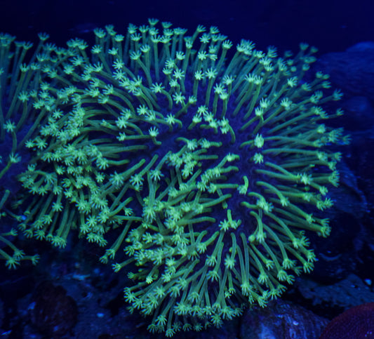 CK Japanese Weeping Willow (Large)