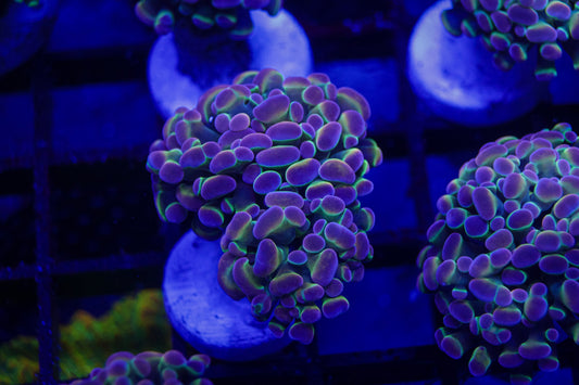 KDR Rainbow Hologram Hammer