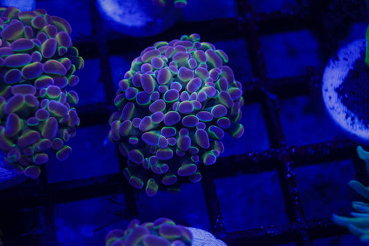 KDR Rainbow Hologram Hammer