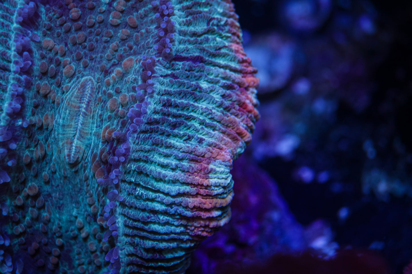 Mia Malkova Trachyphyllia