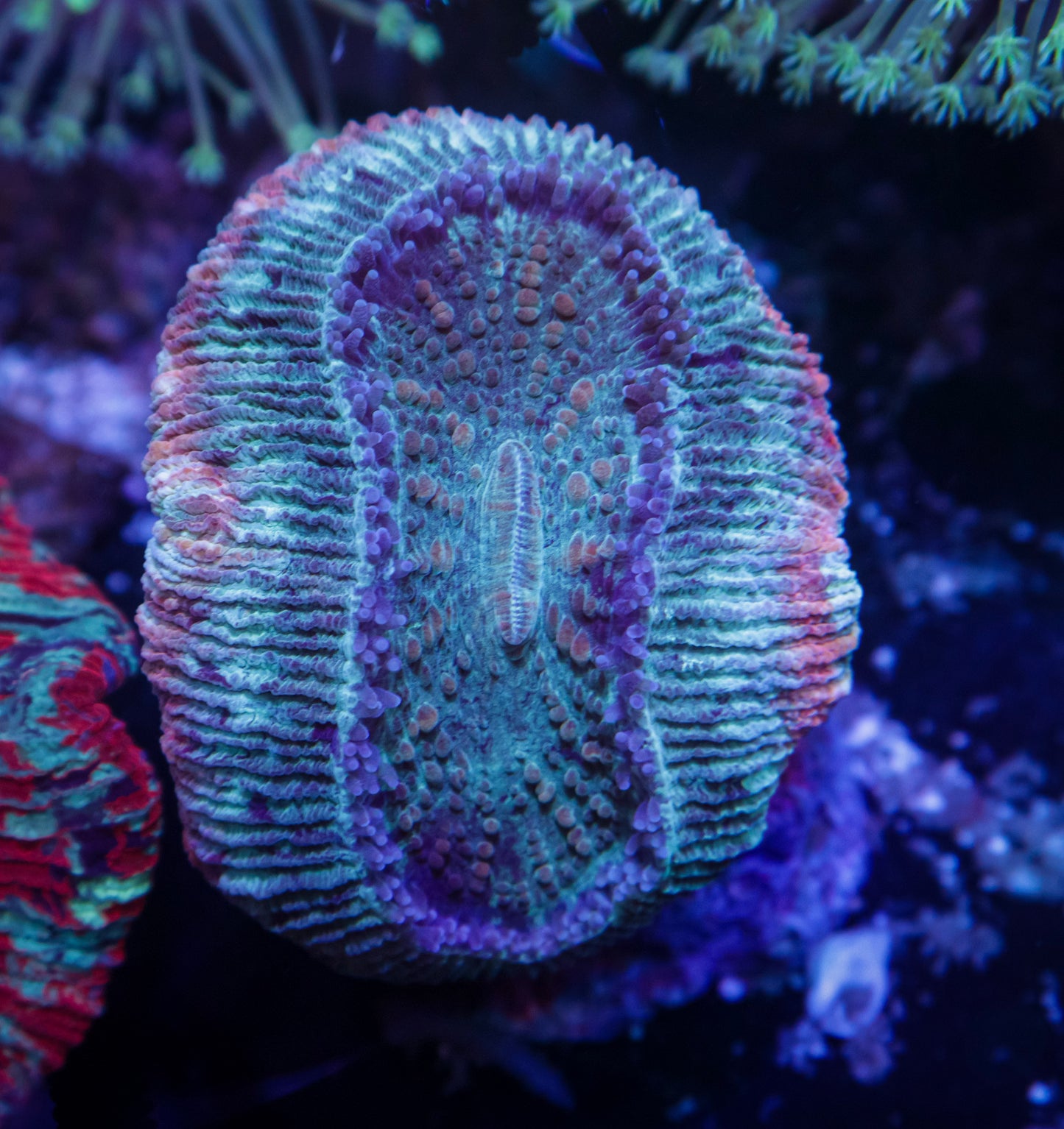 Mia Malkova Trachyphyllia