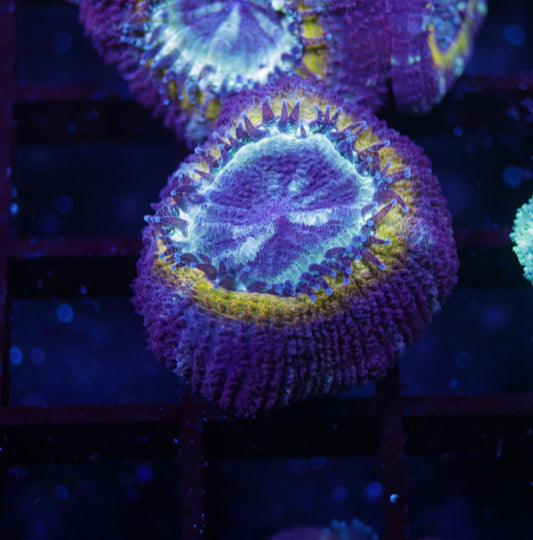 Yellow Ring Asian Acan