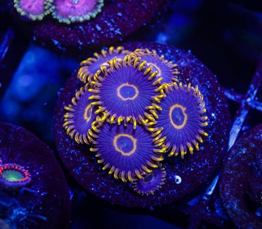 Purple Hornets Zoas