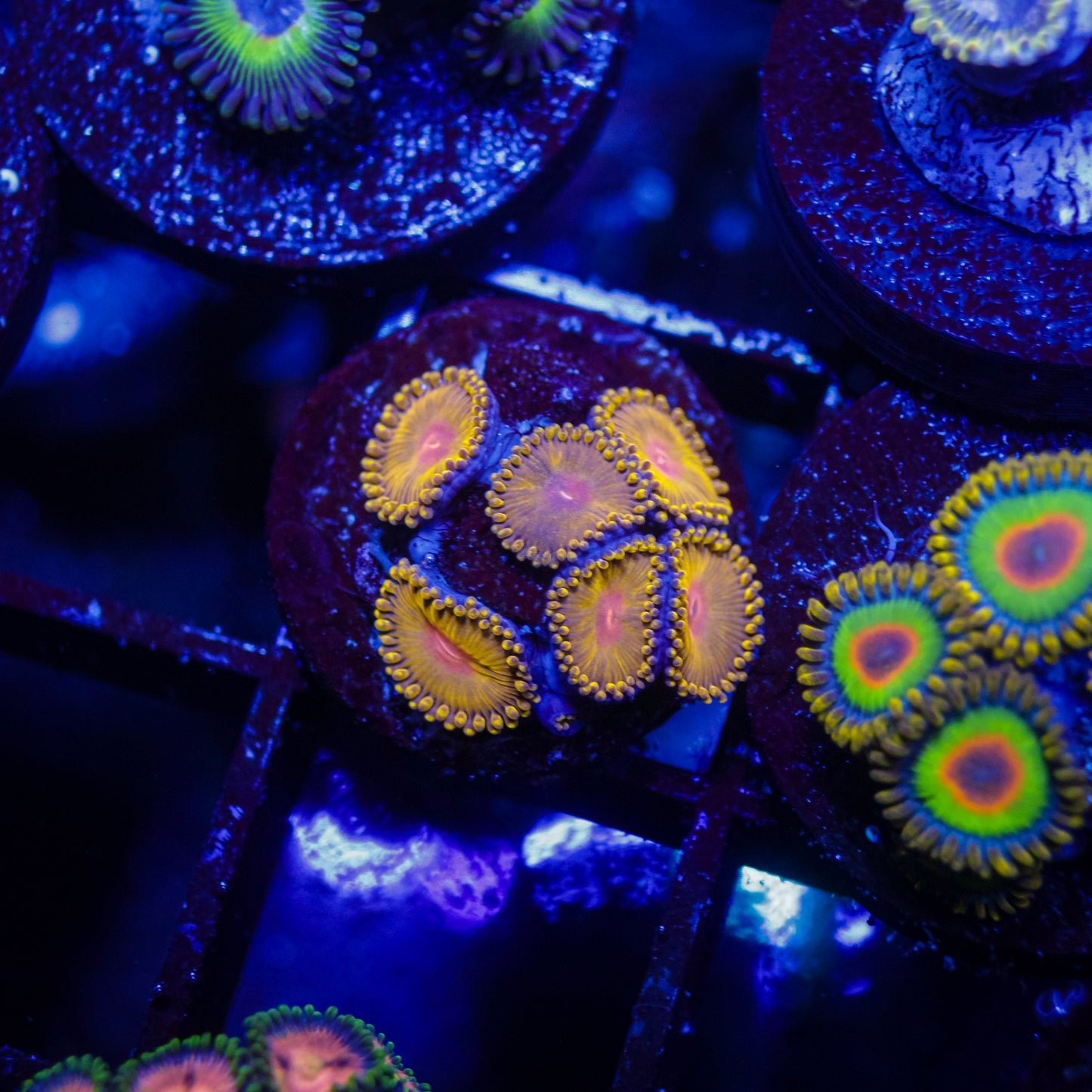 WWC Golden Gods Zoas