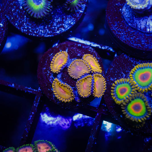 WWC Golden Gods Zoas
