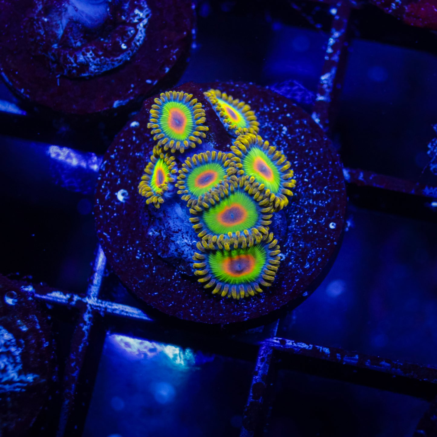 Rasta Zoas