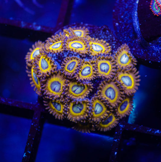 Pikachu Zoas