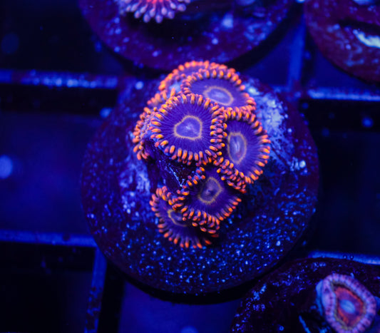 Rainbow Hornet Zoas
