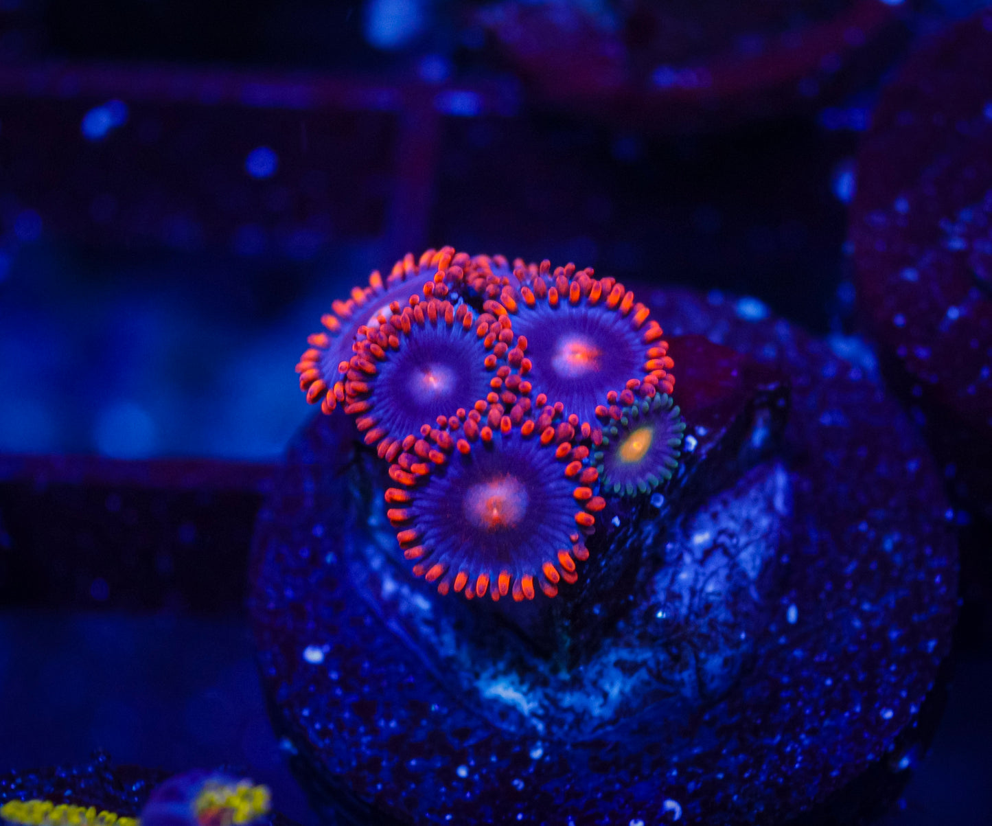 I forgot the name Zoas LOL