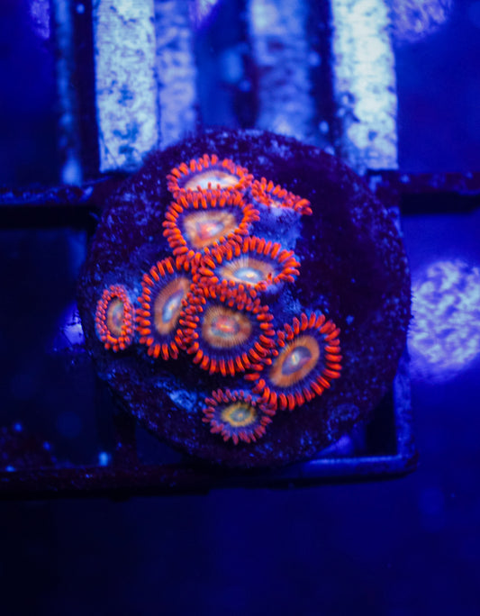 ECC Shatterfireld Zoas