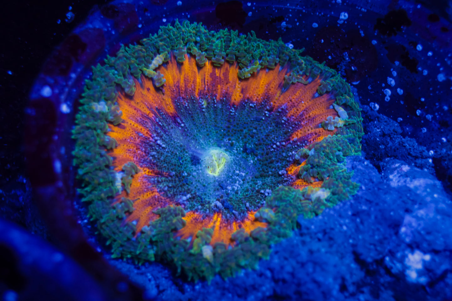 Rainbow Rock Flower Anemone